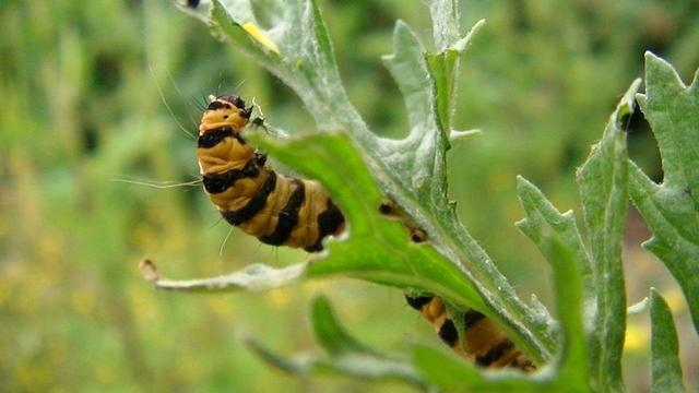 close up of a black and yellow stripey caterpillar eating a ragwort leaf