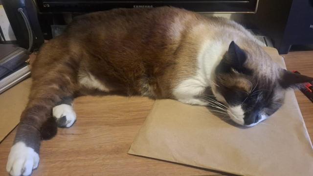 Lindo, gordo e preguiçoso sialata dormindo em uma mesa, com parte do seu corpo em cima de um envelope de papel pardo.