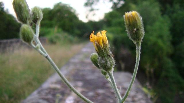 yellow flower buds of maybe beaked hawksbeard, growing from the top of the pilaster of a bridge. looking along the coping stones of the bridge wall
