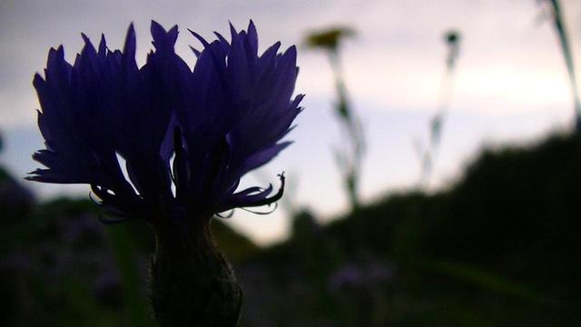 cornflower against late evening sky.