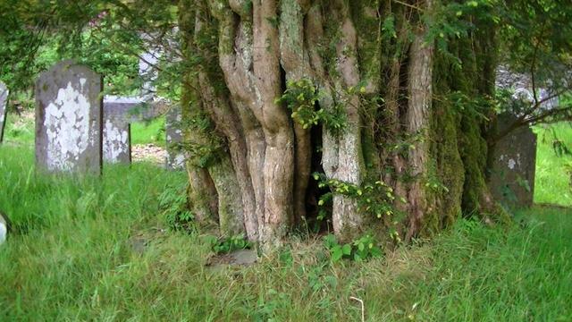 the thick trunk of a yew tree in a graveyard. it looks like there is a bit of an entrance to a hollow in the tree
