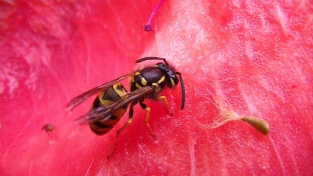 a wasps feeding on watermelon
