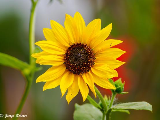 Close-up of a common sunflower.  The flower has many bright yellow petals, surrounding a tan/brown center.  There is a tiny ant crawling near the end of one of the petals.