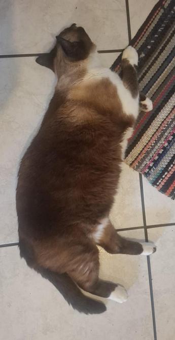 Imagem de um lindo gato sialata adulto, algo gordinho, deitado de maneira muito preguiçosa em um chão de azulejos brancos.