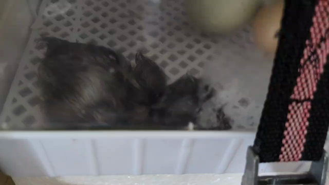A newborn chicken chick peeping in an incubator