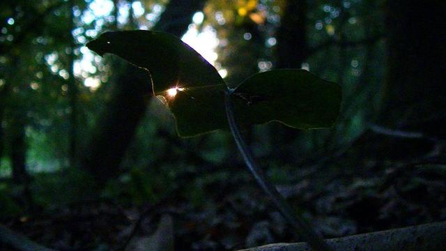 sunset through a hole in an ivy leaf, on the floor, in a wood