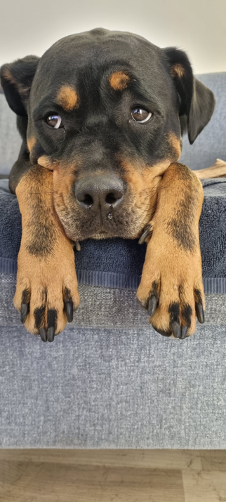 Rottweiler lying on sofa with paws hanging off the edge, head resting between the paws, and looking slightly off-camera. The look is forlorn