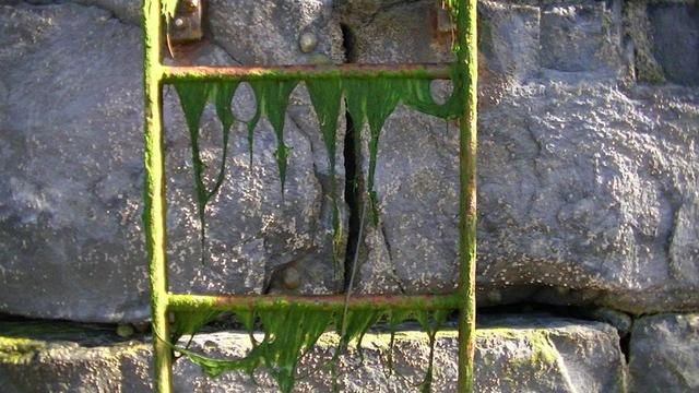 an old rusty iron ladder against a harbour wall, dripping in face looking green seaweed