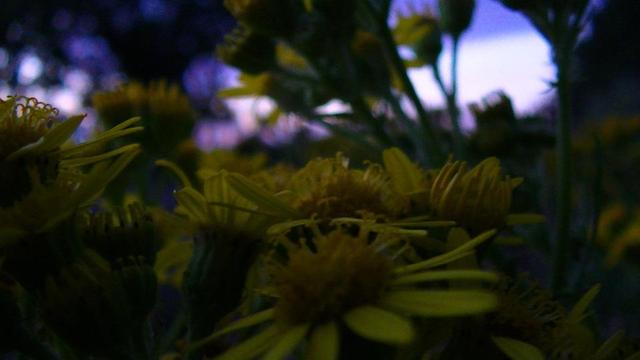 looking over the top of ragwort flowers, through another stem of ragwort, beyond a blurry tree, into a purple sky