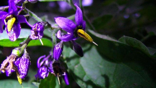 some nightshade flowers in torch light. they have purple outer petals with yellow inner tube like petal with a long white tongue sticking out... at least it looks like a tongue