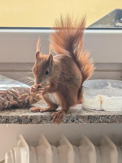 Ein Eichhörnchen sitzt in der Wohnung auf dem Fensterbrett und isst seelenruhig eine Walnuss 