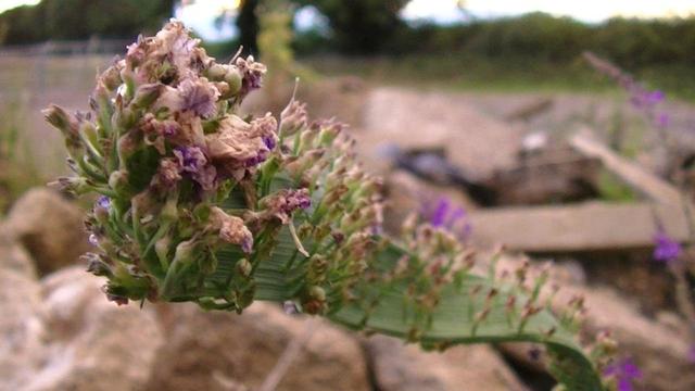 looking down from the top end of stalk. it has rough looking purple flower buds growing out of the ribbon stalk. you can see what it is supposed to look like in the blurry background. could not ID it tho. i am not an expert. i usually just check nativewildflowers.co.uk or something. could not find a match.