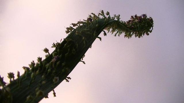 looking up the ribbon stalk towards the sky.