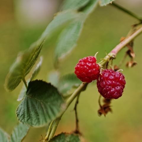 Zwei rote Himmbeeren an einem Himmbeerstrauch, ein grünes Blatt ist auch sichtbar. 
