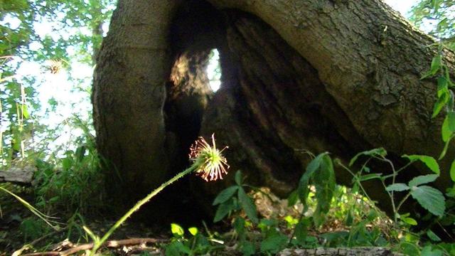 in the woods, the bottom of a hollow tree with holes and arches with sunlight illuminating some sort of rush
