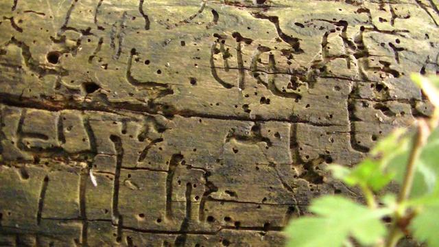 some bored marks made by some sort of beetle on the trunk of a fallen barkless tree.