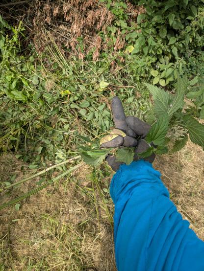A gloved hand holding 2 nettles flipping off a pile of ripped-out nettles