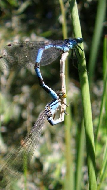 a blue and black damselfly and a yellow ochre damselfly pairing on a reed.