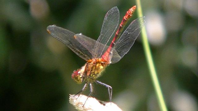 an orange and green dragonfly on a grass ear.