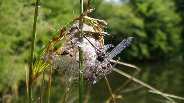 idk, it looks like a ball of spiders web covered in the wings of small damselflies.
it has attached to a reed and also pulled some grass ear closer and attempted to wrap that too.