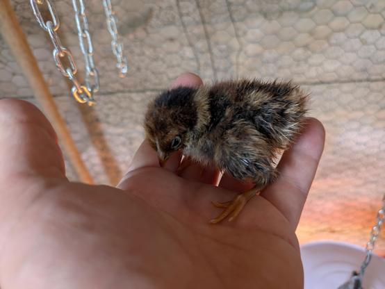 Sgt. Barney Kupčík sitting on my hand