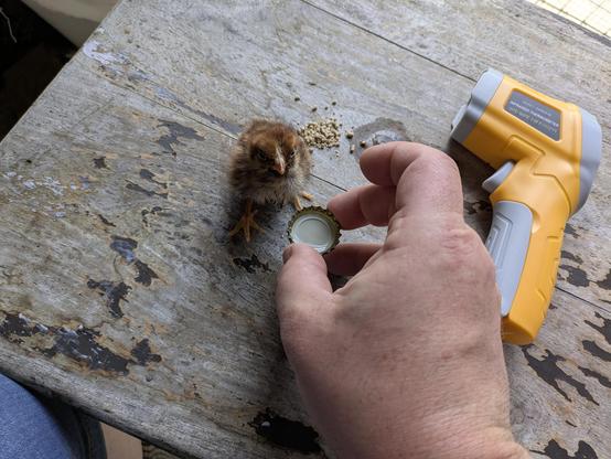 The chick on a table next to a laser thermometer having a quick drink of electrolyte solution from a bottle cap