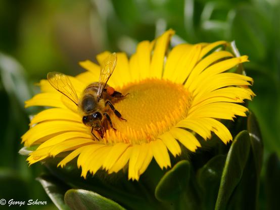 Close-up photo of Western Honeybee crawling on a bright yellow flower, with green leaves in the background,