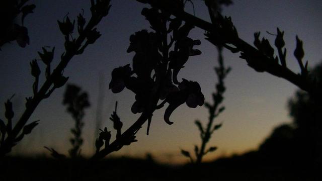 wild flowers silhouette against a dark blue orange sky. seems to have a tint of brown to the picture.