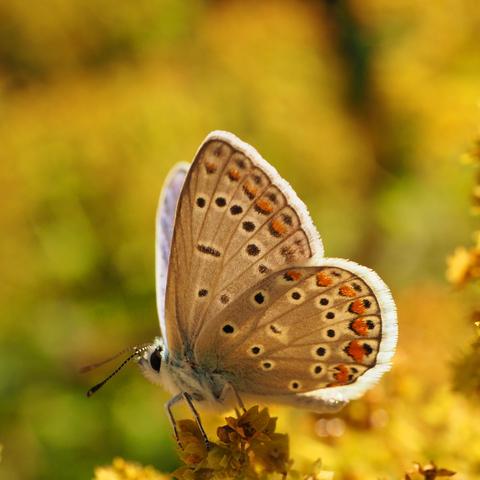 Nahaufnahme von einem kleinen Schmetterling, ein Bläuling mit geschlossenen Flügel von der Seite. Man sieht also die Flügelunterseite mit gelben und braunen Flecken, die feinen Härchen am Rand des Flügels sind von der Sonne von hinten beleuchtet und geben eine helle Umrahmung.