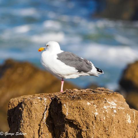A seagull, standing on one foot on a rock with the out-of-focus ocean in the background, is looking out at the waves.