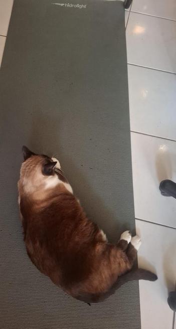 Gato cialata gordinho deitado em cima da esteira de ginástica no chão.