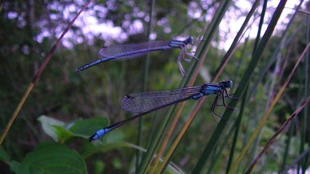 two blue damselflies on grass. one closest to camera is a blue tail with black legs. the other is blue with grey looking legs.