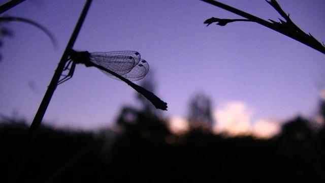 silhouette of a damselfly on a reed at dusk purple sky, orange clouds and blurry trees in the background