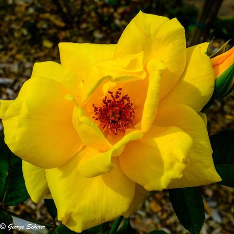 Close-up photo of a beautiful yellow rose.  The rose petals are bright yellow, surrounding a darker, more orange-colored center.