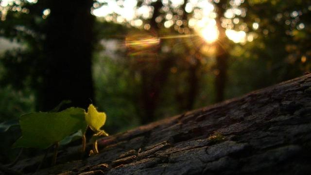 sunset from a fallen tree inside a wood, illuminated ivy leaf on the left.