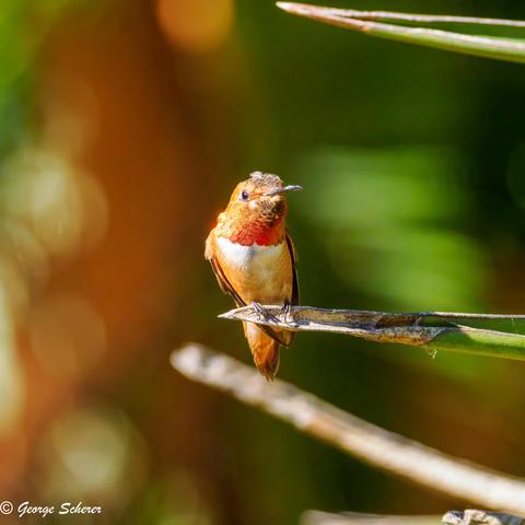 Tiny red, tan and white hummingbird perching on stiff blade of grass(?) against an out-of-focus green and orange background.
