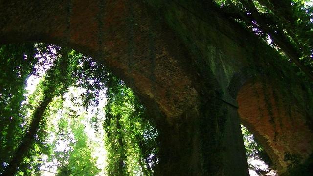 looking up at an old and tall victorian bridge. 2 out of three arches in view.  blue engineering bricks with red brick on the inner underside of arches. the top is covered in ivy and there is very long stems of ivy hanging down like green leafy ropes. it is surrounded by tall trees. sunlight shining through.