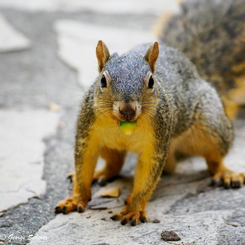 Close-up photo of a squirrel standing on all fours, facing into the camera, while holding a green and yellow seed in its mouth.