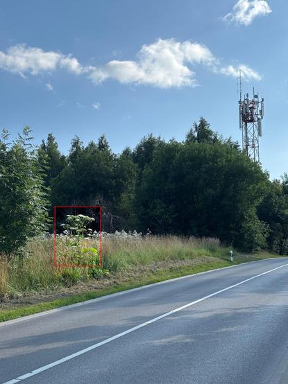 Rokantiškių g. Vilniuje. Šalia dviejų juostų gatvės – daug žalumos. Per porą metrų nuo asfalto, prie pat nupjautos pakelės žolės – didelis Sosnovskio barštis.
