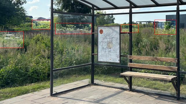 Vaizdas į kitą pusę už Duburio stotelės – 10-20 m. atstumu bent penkios Sosnovskio barščių sankaupos.