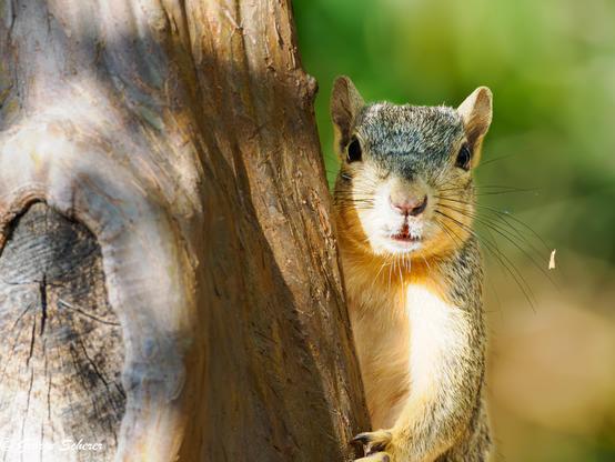 A fox squirrel is looking into the camera while peeking out from behind a tree trunk.