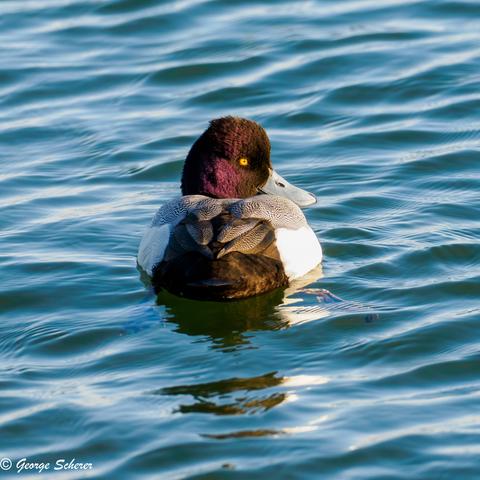 A lesser scaup duck is swimming away from the camera, while looking back over its right shoulder.  The bird's eye is bright yellow, and the feathers on its head are reddish-brown.