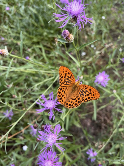 Orange and black patterned butterfly, green grass, purple flowers