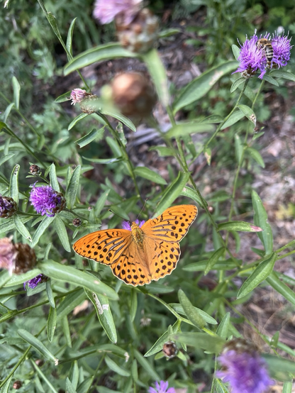 Orange and black patterned butterfly, green grass, purple flowers