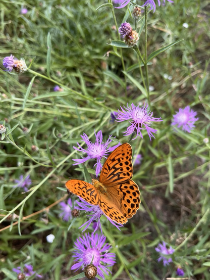 Orange and black patterned butterfly, green grass, purple flowers