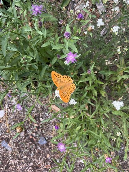Light orange and black patterned butterfly, green grass, white and purple flowers