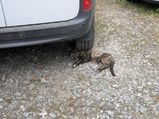 A cat sleeping snuggled into the rear wheel of a van