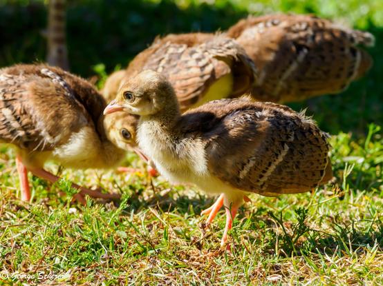 A close-up photo of a tiny tan and white peachick  standing on the grass in front of three of its tiny siblings.