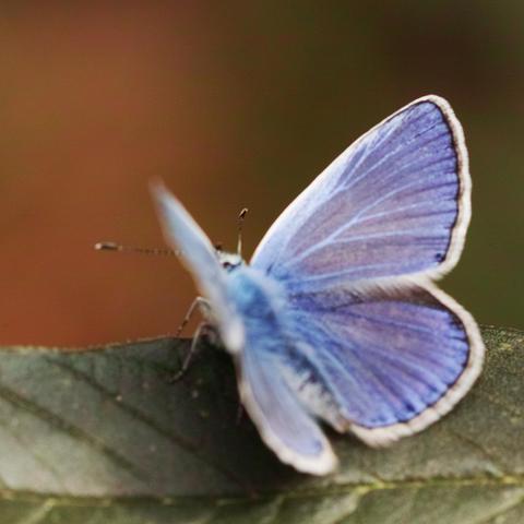 Nahaufnahme von einem Schmetterling mit geöffneten blauen Flügeln sitzt auf einem grünen Blatt