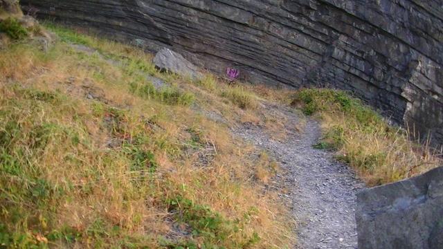 a slate footpath leading through dry grass and  ground greenery up to a pink cactus like ghost thingy graffiti on a cliff face with curved layers of sedimentary slate like rock